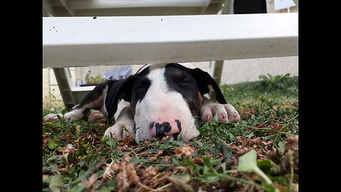 first moment in family house cute bull-terrier puppy playing with toy , first moment arrival