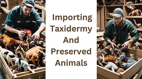 How to Import Taxidermy and Preserved Animals
