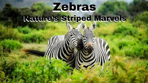 Zebras Nature's Striped Marvels