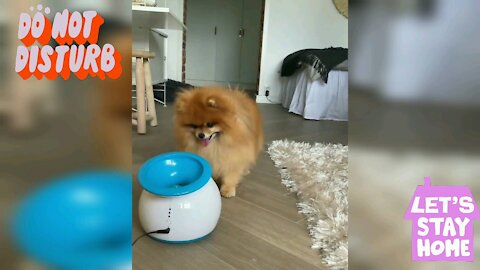 Cute doggy play with ball