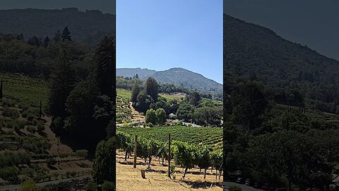 🍇Overlooking Sonoma winemaking hills #shorts #travel #california #usa #trending