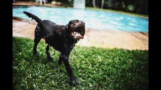 Ce labrador veut lui aussi faire du volley!