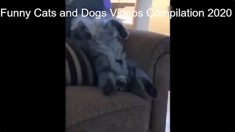 Funny Cats and Dogs Videos Compilation 2020