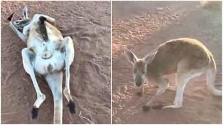 Velho canguru relaxa no chão e desfruta a idade da reforma