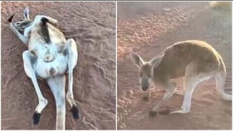 Velho canguru relaxa no chão e desfruta a idade da reforma