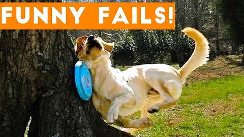 TRY NOT to LAUGH Animals FUNNY PET FAILS| Epic Pet Videos & Moments