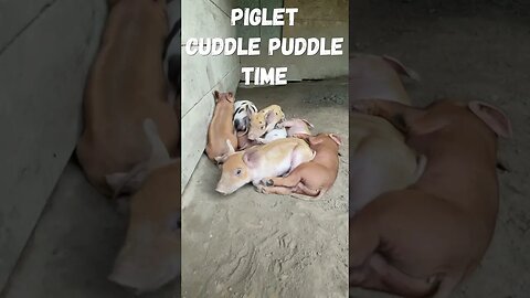 Piglet Cuddle Puddle 🥰