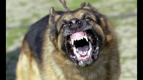 Attacks German Shepherd