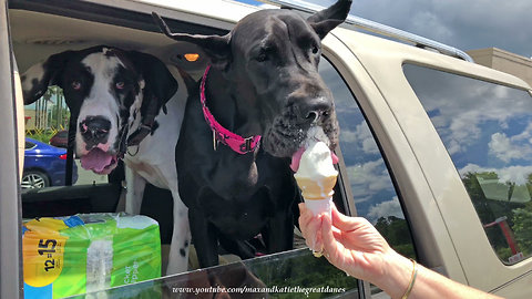 Great Danes Love Going Out For Chicken and Ice Cream Treats