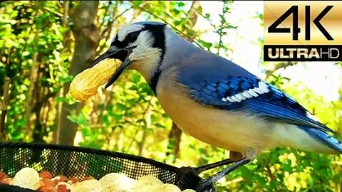 The North American Blue Jay ❣️