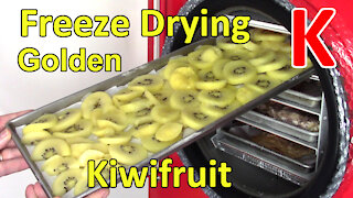 Freeze Drying SunGold Kiwifruit - Test Tray - Part 2 of 2