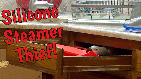 Sneaky parrot steals silicone steamer