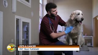 Pet Talk Tuesday - Pets and cancer