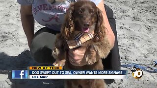 Dog swept out to sea rescued, owner asks for more signage