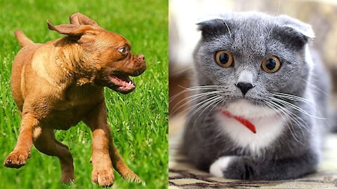 Entertaining Cats and Dogs Videos, May 2021 Try Not to Laugh Cute and Funny Animals