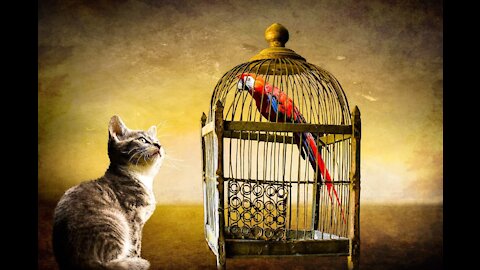 Parrot and cats Masti video