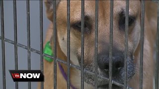 Lawmakers are pushing to ban controversial dog testing