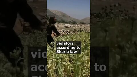 Taliban Cracks Down on Opium Poppy Cultivation in Afghanistan #reels #short #shorts