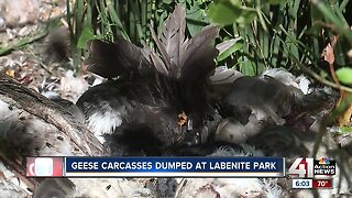Fisherman discovers illegally dumped geese carcasses in LaBenite Park