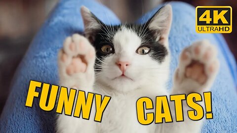 LOL Cat Compilation: Hilarious Feline Moments You Can't Miss! #funnyvideo #funnycats #catsbeingcats