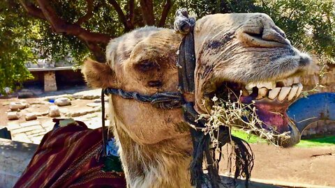 SHOCKING! Camel Beauty Pageant Scandal - Illegal Botoxing - Saudis Outraged