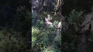 Up close and personal with deer. LonelyCreek adventures