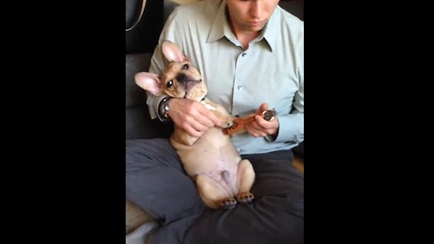 French Bulldog flawlessly plays the ukulele