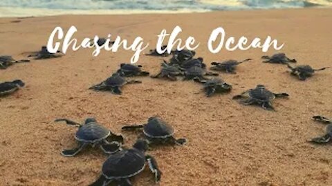 New Born Baby Sea Turtles Race To The Ocean From Sri Lanka [Animals, Nature, Ocean, Moana]