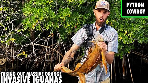 Local Residents Call Me In To Take Out Huge Orange Monster Iguanas
