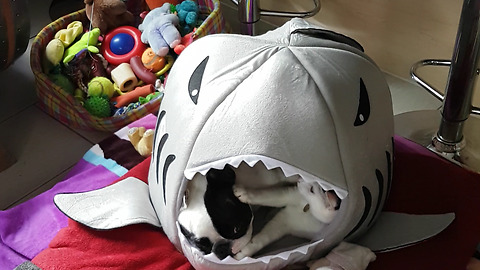 French bulldog and cat play inside shark tent