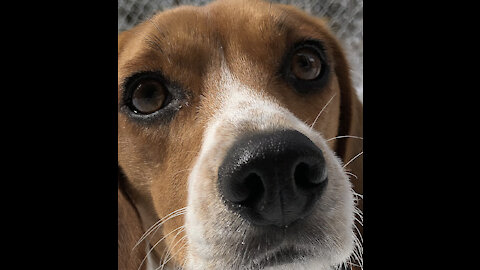 Beagle Buddies: Mouthy Maggie