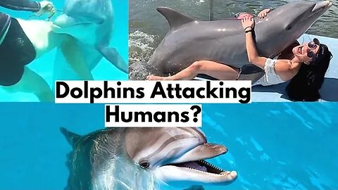 Do Dolphins Attack Humans?