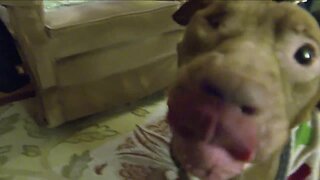 Dog used as 'bait' finds foster home