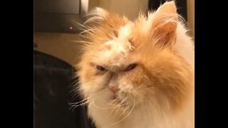 Será este o próximo "Grumpy Cat" dos EUA?