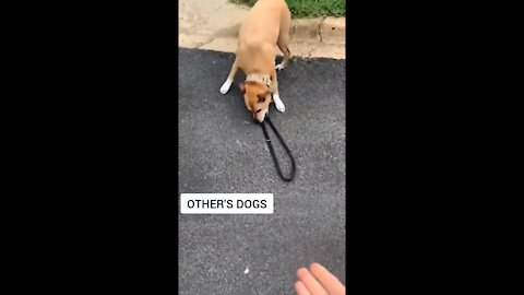 The funniest dog video you'll see today