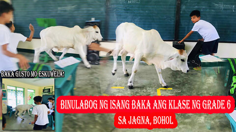 A cow rammed the Grade 6 class at Larapan Elem. School in Jagna, Bohol after it suddenly entered