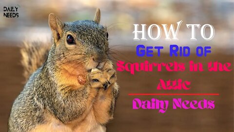How to Get Rid of Squirrels in the Attic - Daily Needs Studio