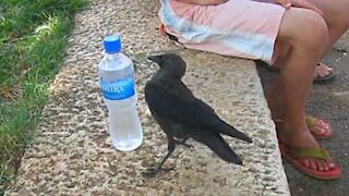 Corvo amigável pede água a humanos