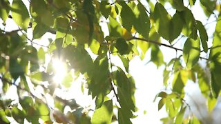 Relaxing Under The Tree In Summer - Peaceful