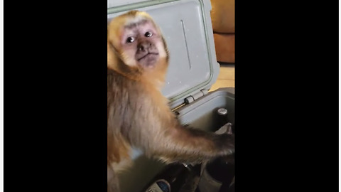 Monkey takes beer from cooler, tries to open it