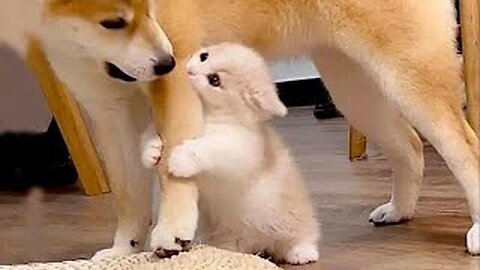 New Funny Videos 2024 😍 Cutest Cats and Dogs 🐱🐶#PetValleyy