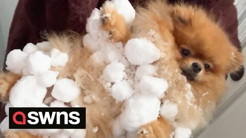 Owner spends 15 minutes defrosting Pomeranian after he got so covered in snowballs he COULDN'T MOVE