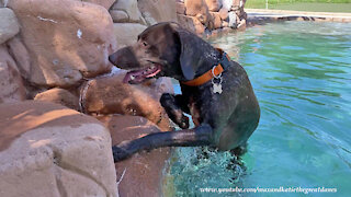 Great Dane Watch Dog Watches Pointer Point While Hunting Gecko Lizards