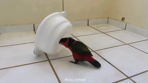 Mischievous parrot purposely spills water bowl