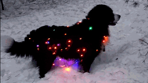 Festive dog wears Christmas lights in the snow