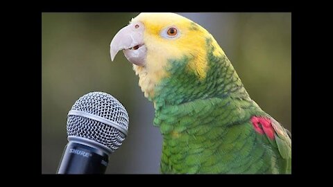 Talented Bird in the Microphone for 5 Minutes Straight *with subtitles*