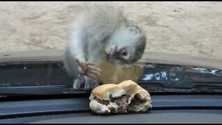 Macaco tenta comer hambúrguer... por trás do vidro!