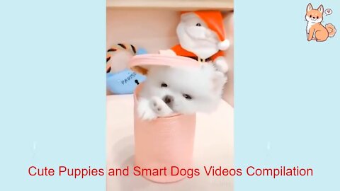 Cute Puppies and Smart Dogs Videos Compilation