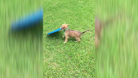 A Puppy VS A Frisbee