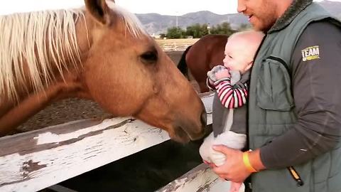 Baby Can't Stop Giggling At A Friendly Horse